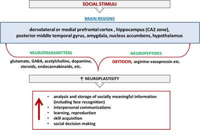 Neurobiological Aspects of Face Recognition: The Role of Oxytocin